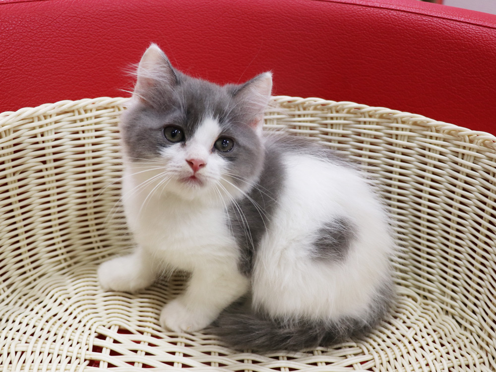 スコティッシュフォールドの子猫画像