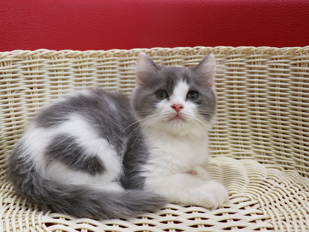 スコティッシュフォールドの子猫画像