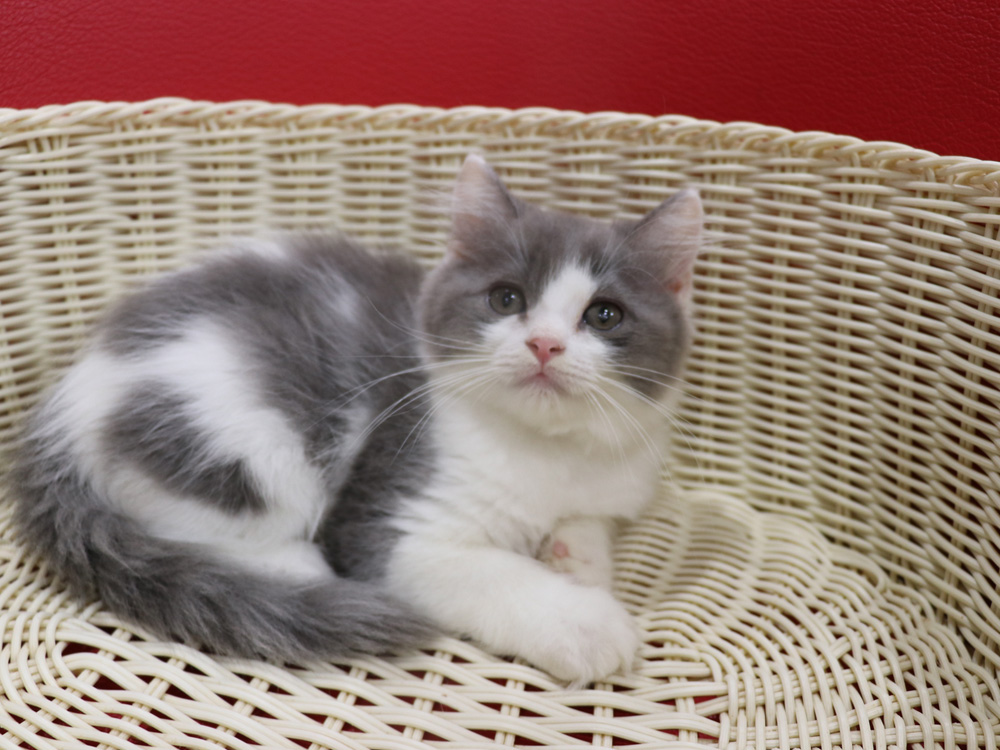 スコティッシュフォールドの子猫画像