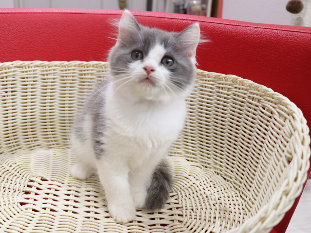 スコティッシュフォールドの子猫画像