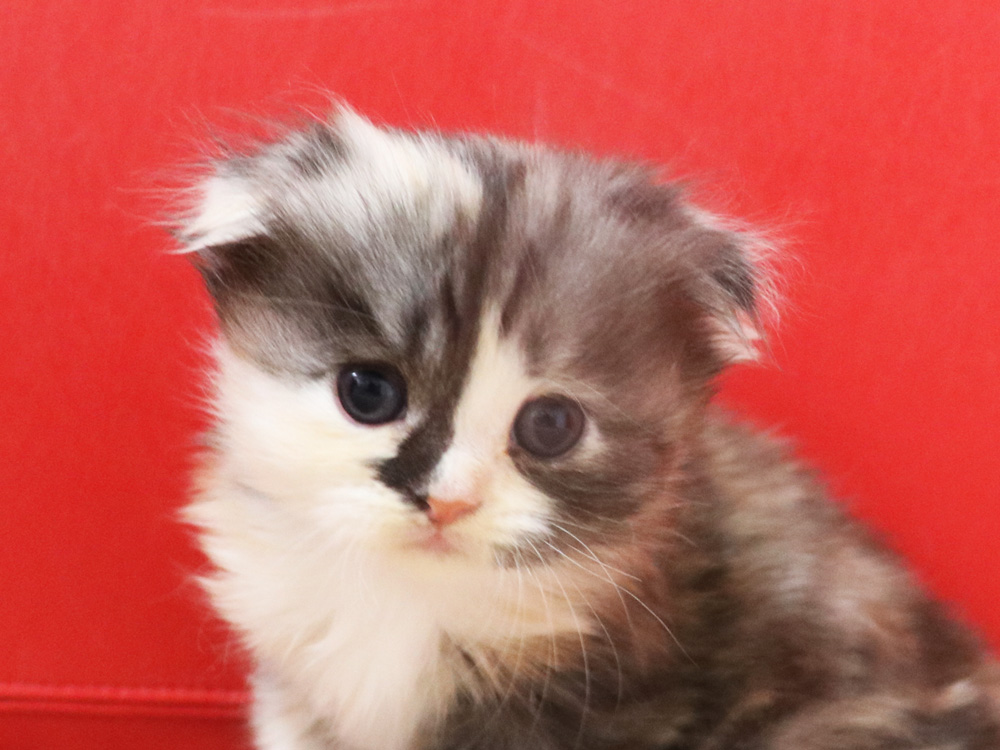 スコティッシュフォールドの子猫画像