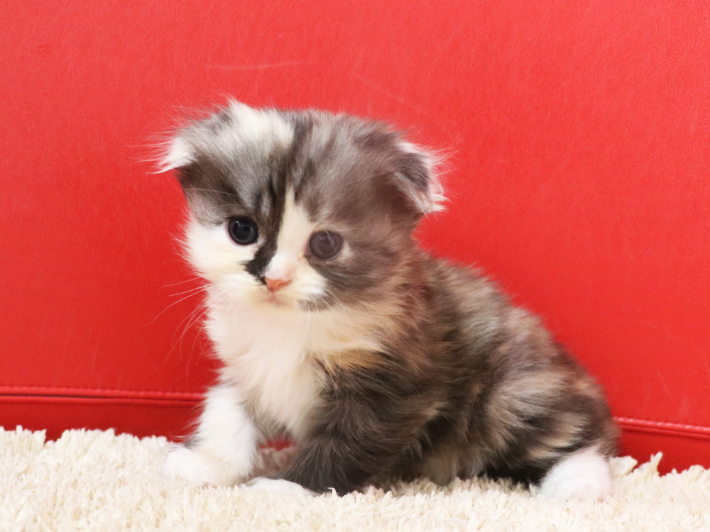 スコティッシュフォールドの子猫画像