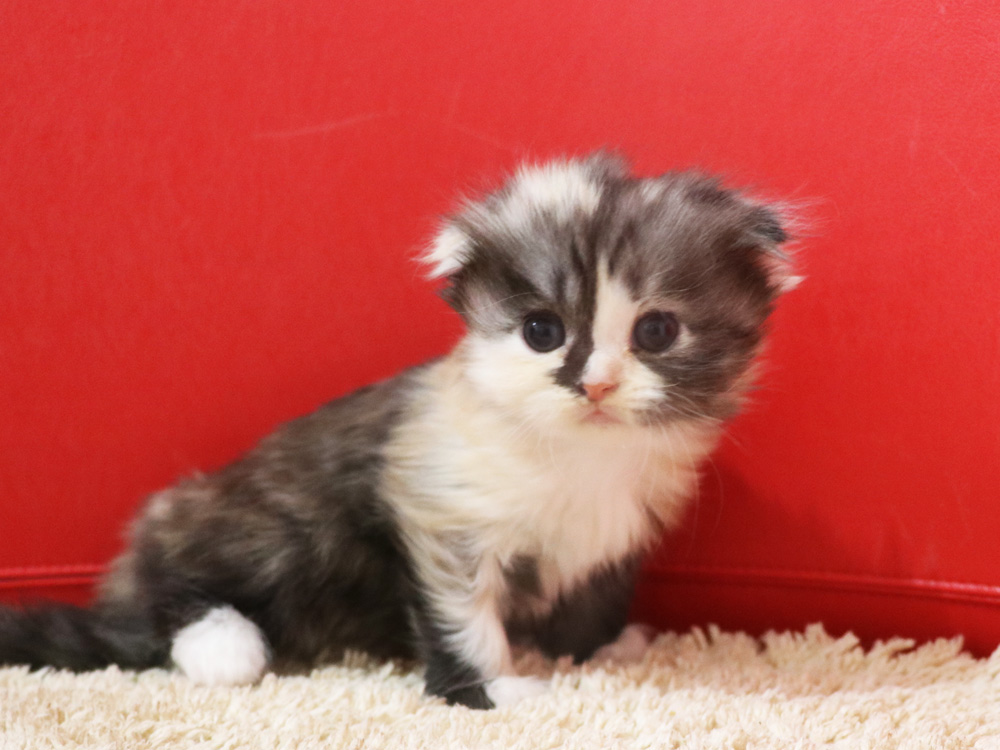 スコティッシュフォールドの子猫画像