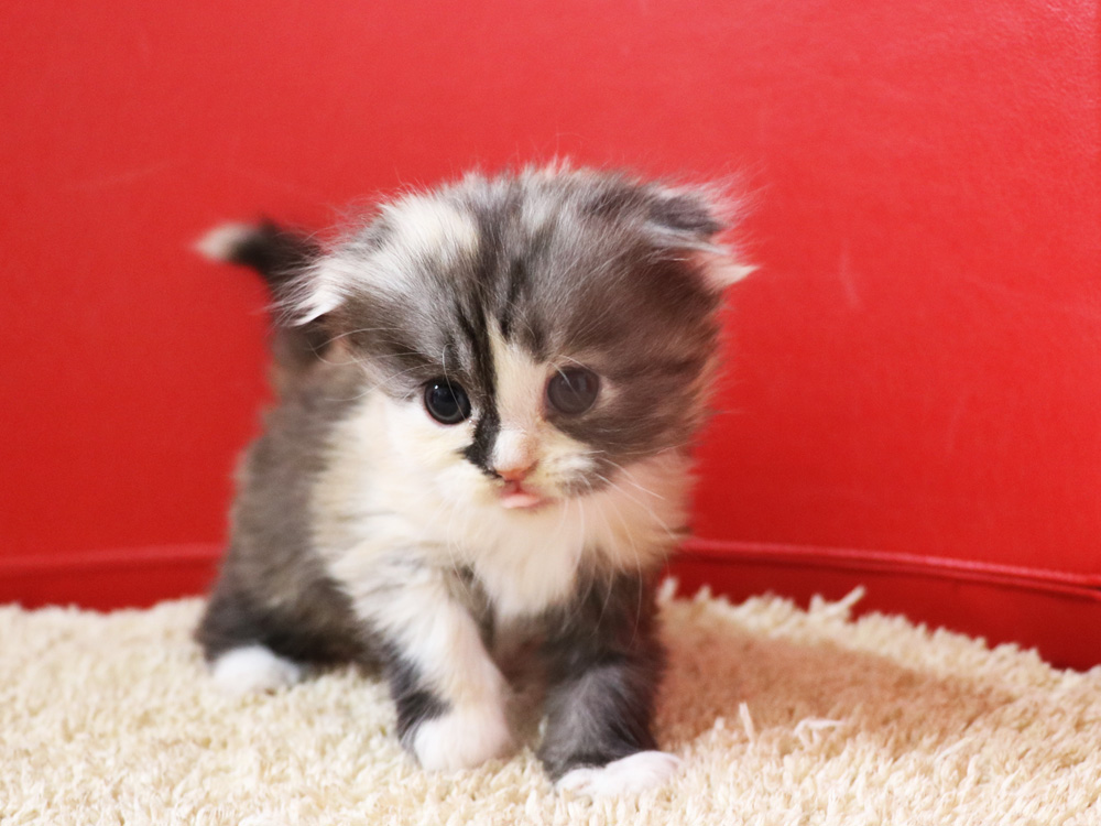 スコティッシュフォールドの子猫画像