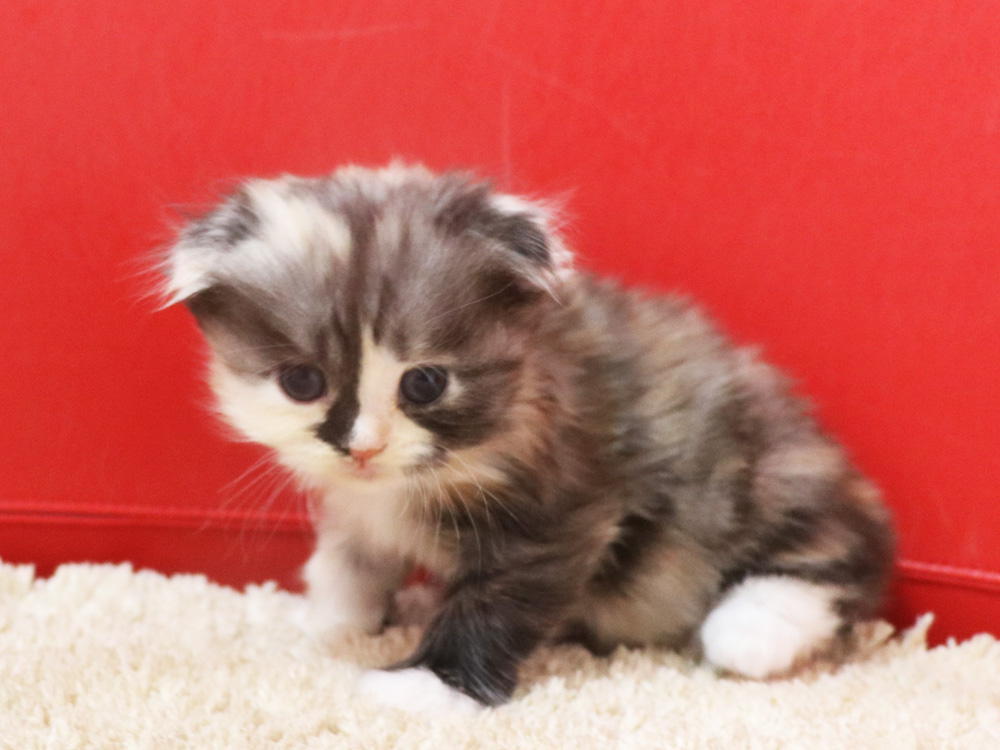 スコティッシュフォールドの子猫画像
