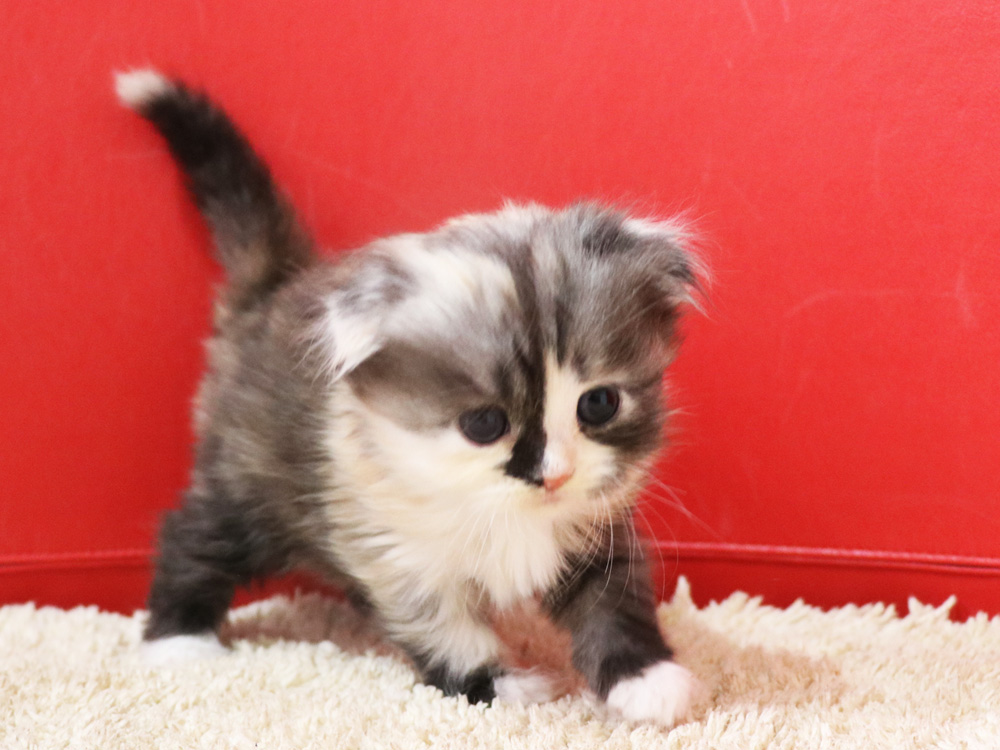 スコティッシュフォールドの子猫画像