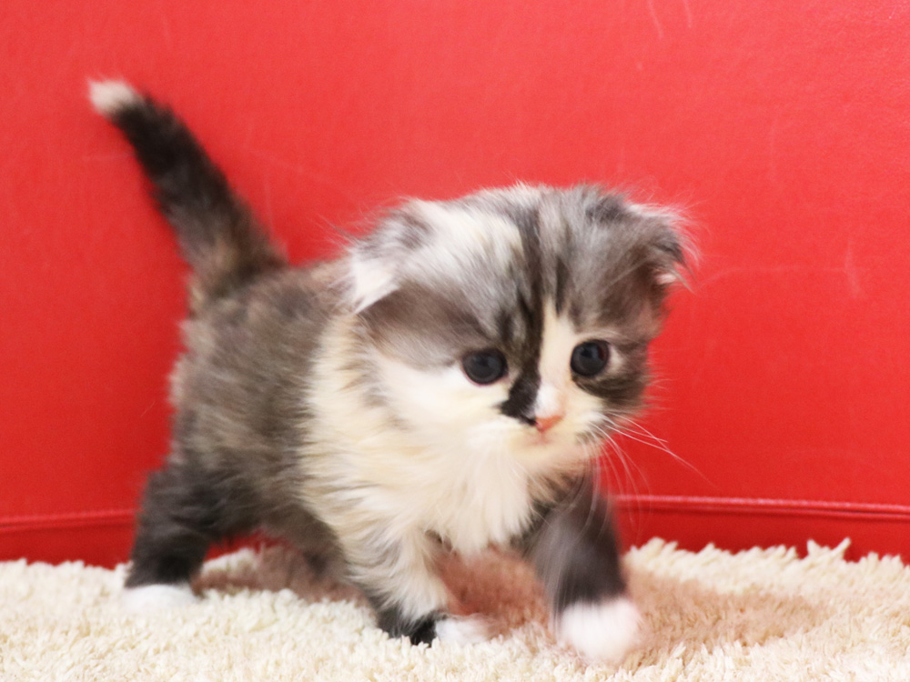 スコティッシュフォールドの子猫画像