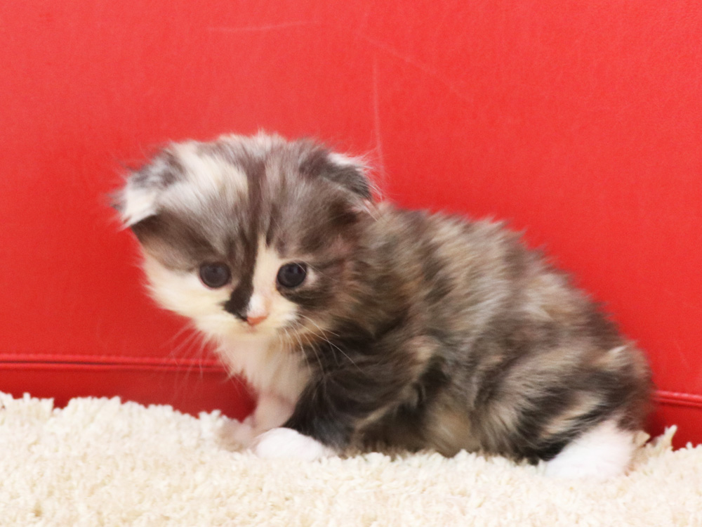 スコティッシュフォールドの子猫画像