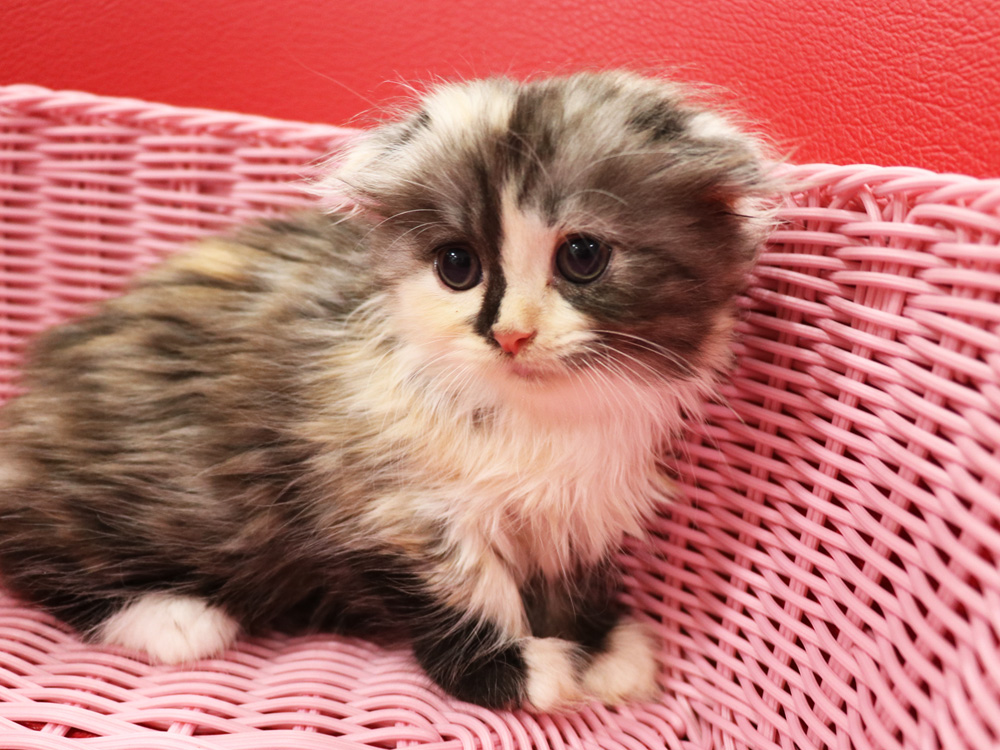 スコティッシュフォールドの子猫画像