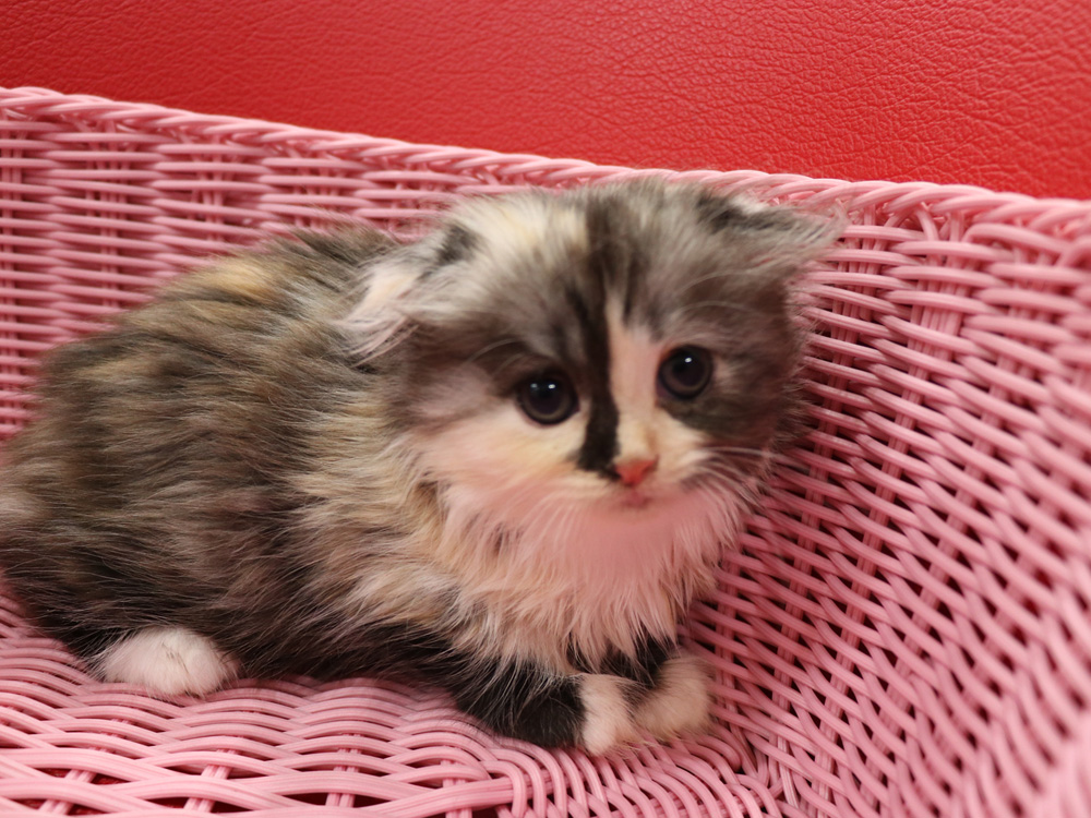 スコティッシュフォールドの子猫画像