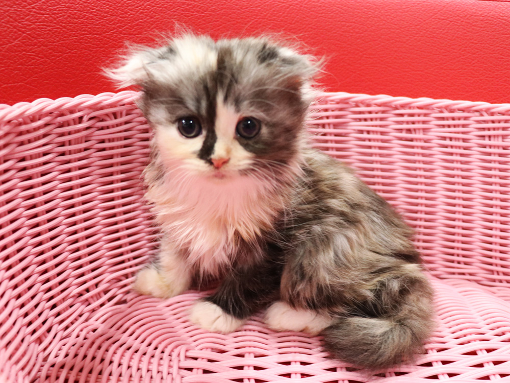スコティッシュフォールドの子猫画像