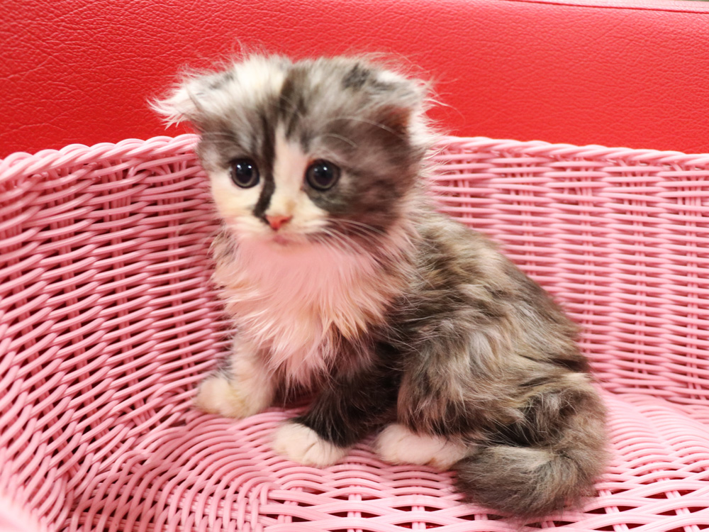 スコティッシュフォールドの子猫画像