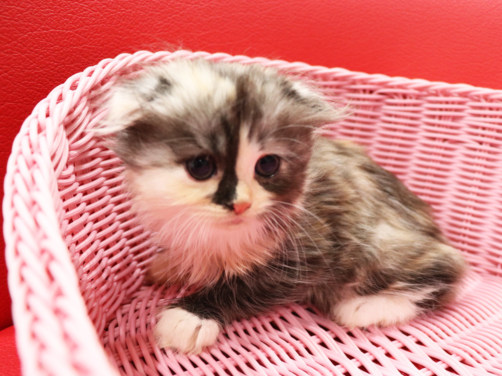 スコティッシュフォールドの子猫画像