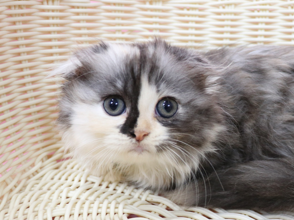 スコティッシュフォールドの子猫画像