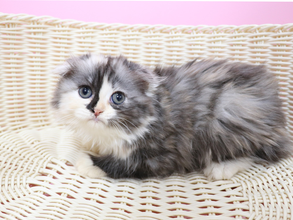 スコティッシュフォールドの子猫画像