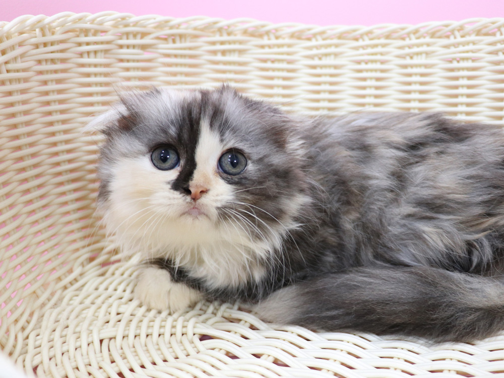スコティッシュフォールドの子猫画像