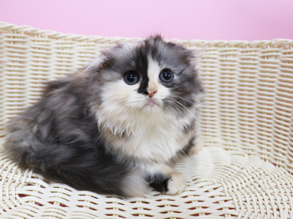 スコティッシュフォールドの子猫画像