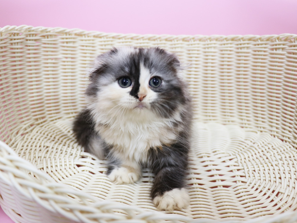 スコティッシュフォールドの子猫画像