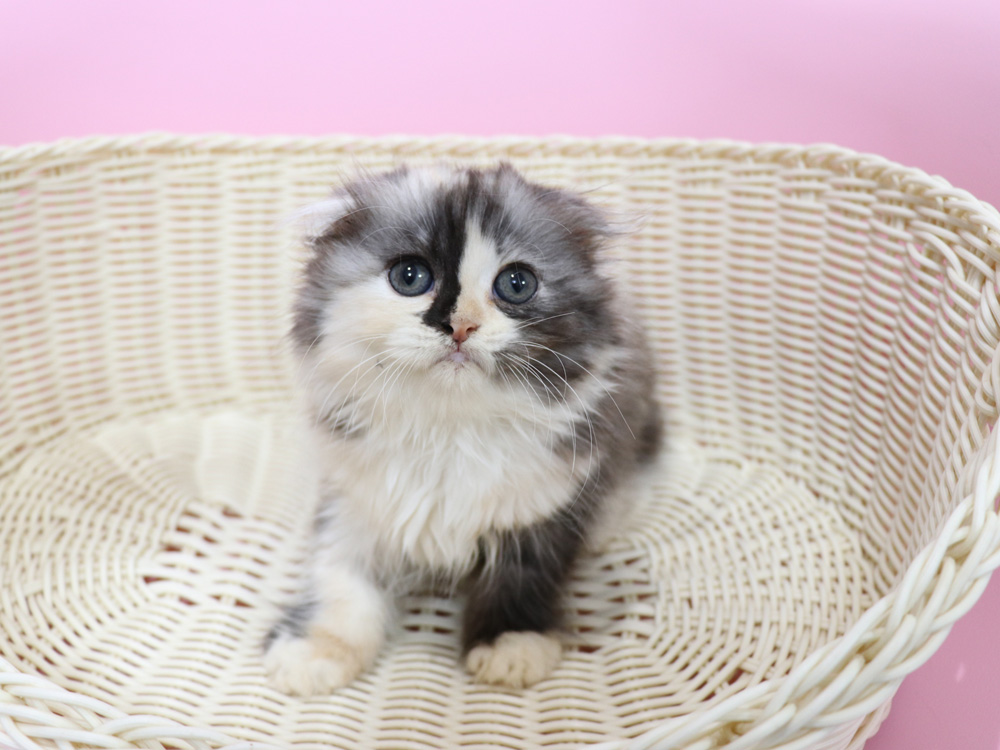 スコティッシュフォールドの子猫画像