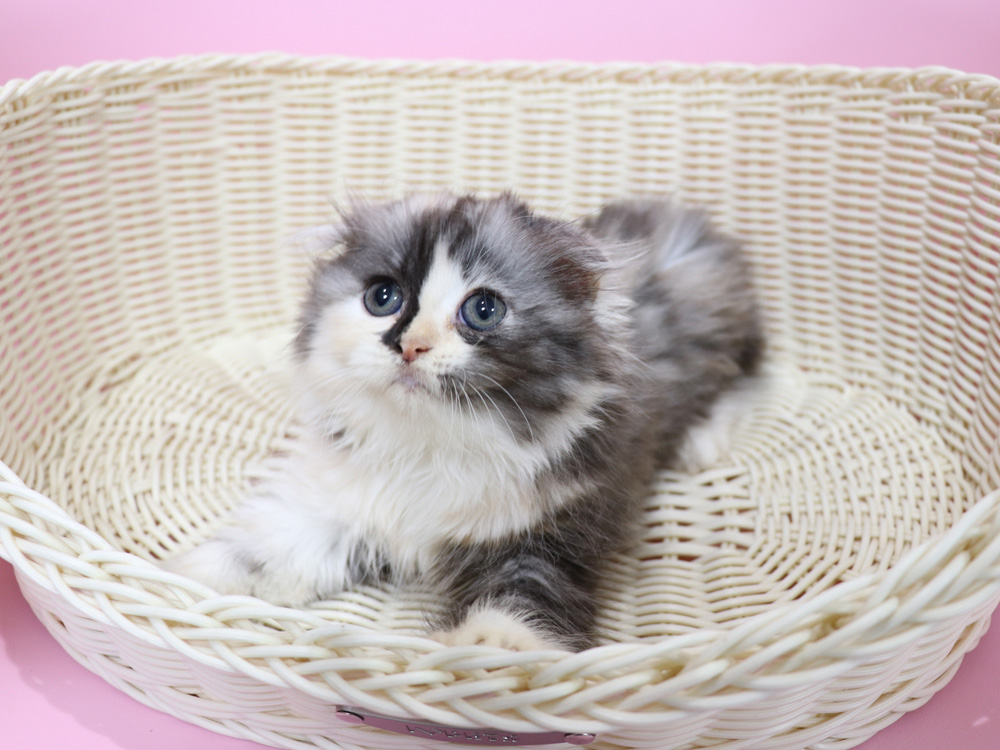 スコティッシュフォールドの子猫画像