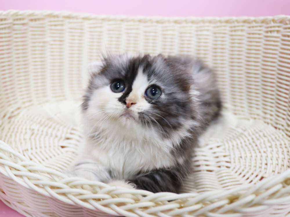 スコティッシュフォールドの子猫画像