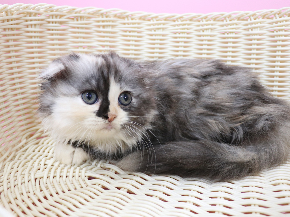 スコティッシュフォールドの子猫画像