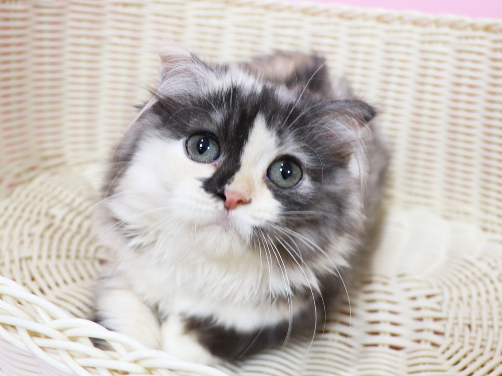 スコティッシュフォールドの子猫画像