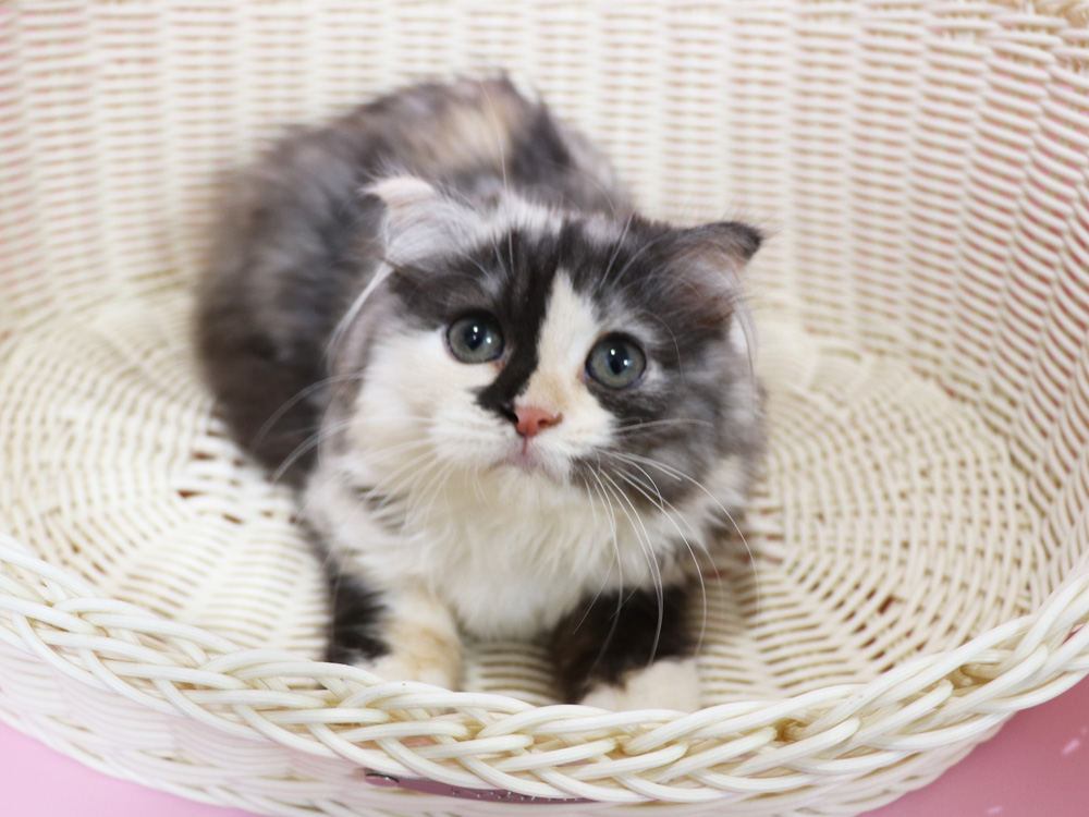 スコティッシュフォールドの子猫画像
