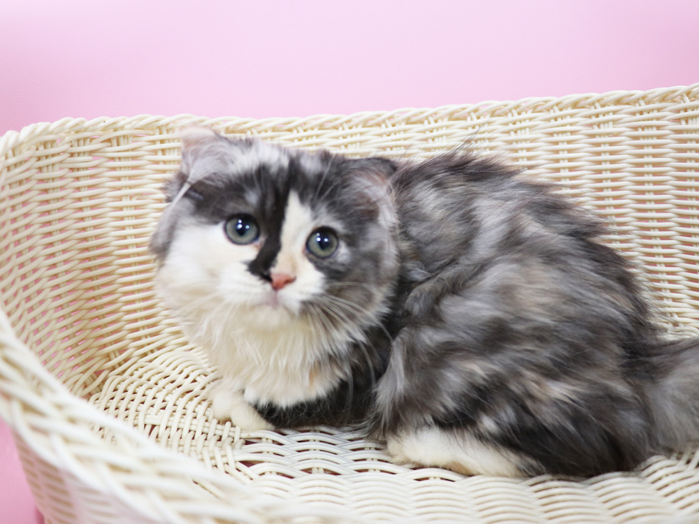 スコティッシュフォールドの子猫画像