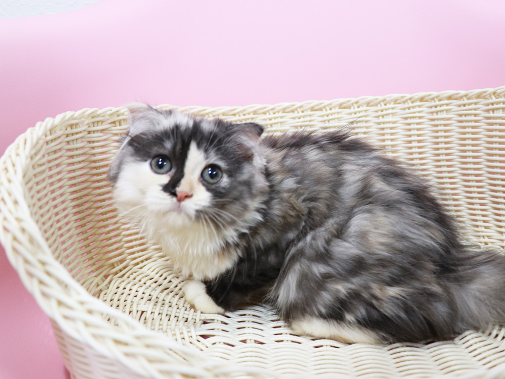 スコティッシュフォールドの子猫画像