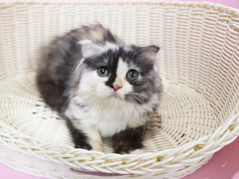 スコティッシュフォールドの子猫画像