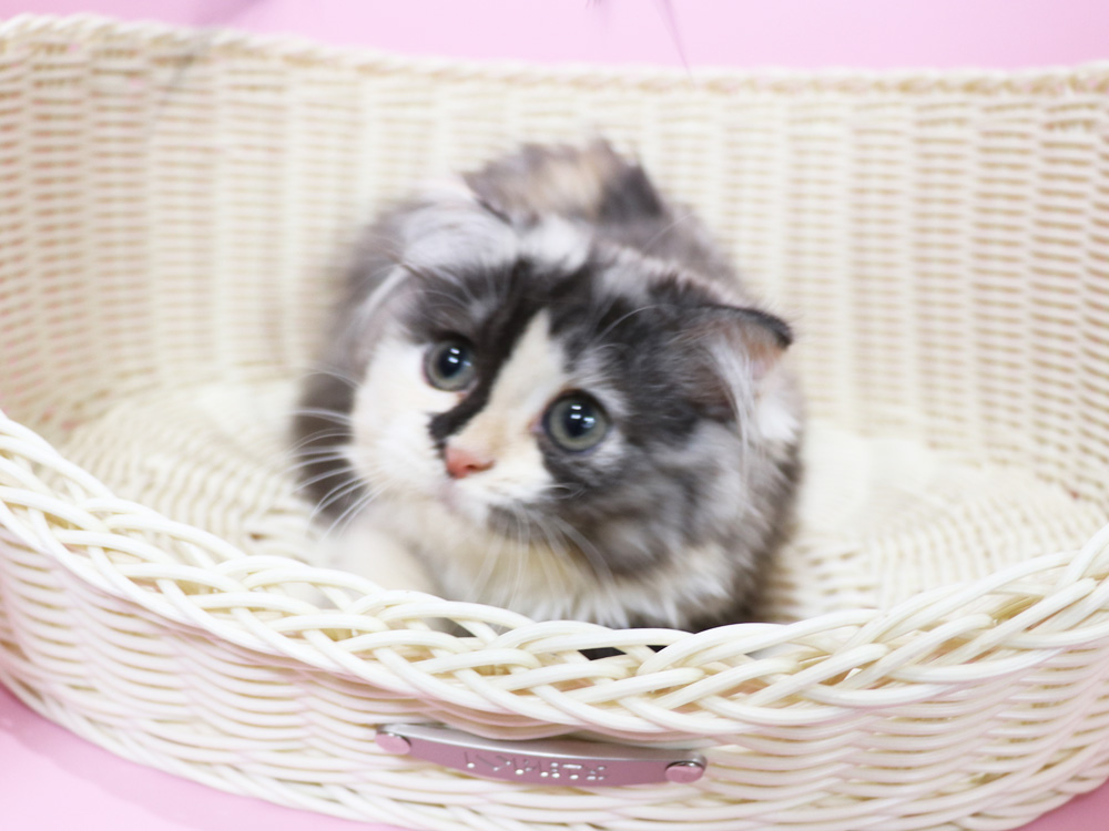スコティッシュフォールドの子猫画像