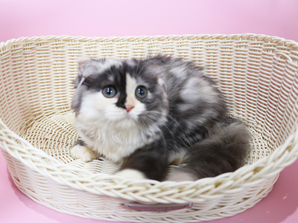 スコティッシュフォールドの子猫画像