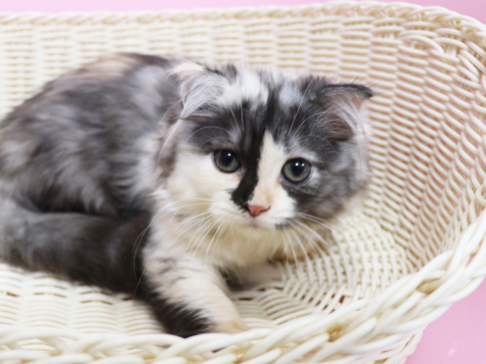 スコティッシュフォールドの子猫画像