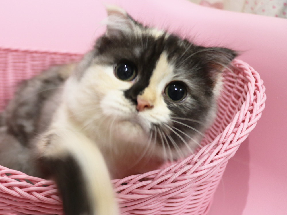 スコティッシュフォールドの子猫画像