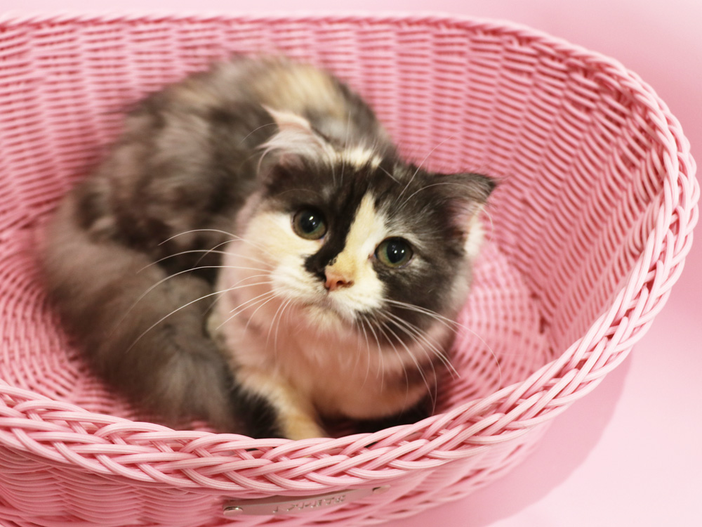 スコティッシュフォールドの子猫画像