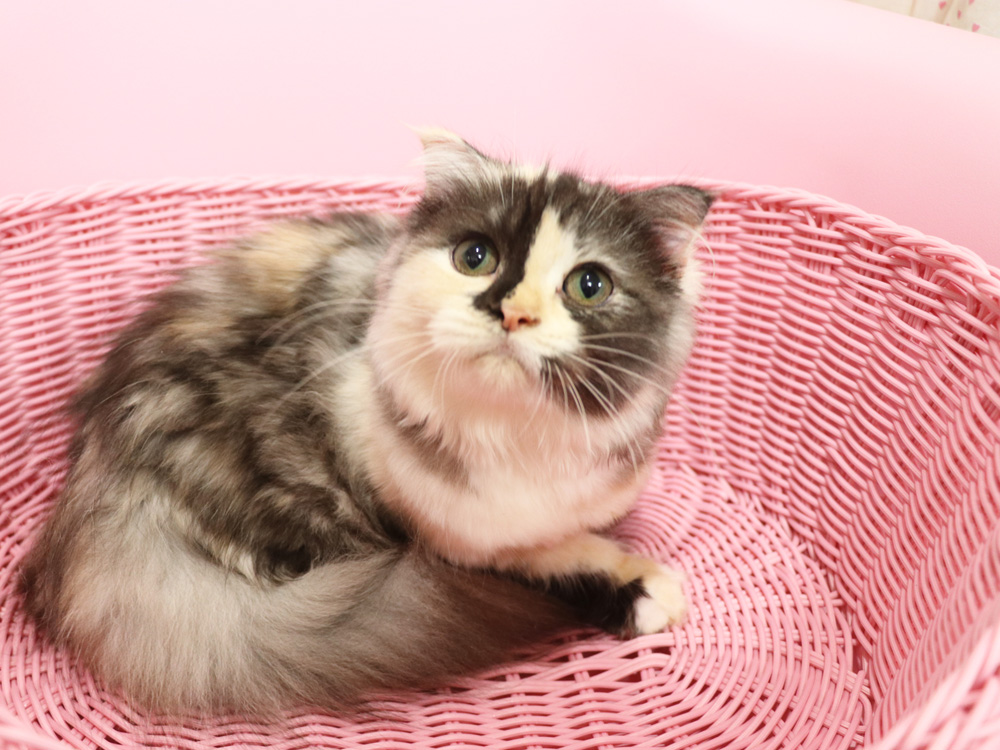スコティッシュフォールドの子猫画像