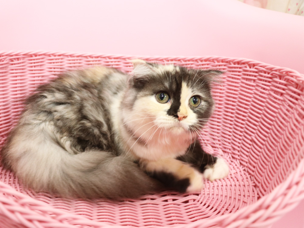 スコティッシュフォールドの子猫画像