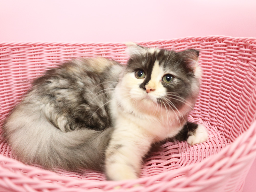 スコティッシュフォールドの子猫画像