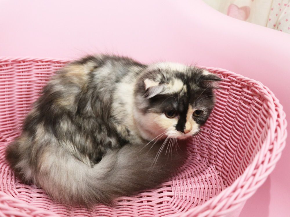 スコティッシュフォールドの子猫画像