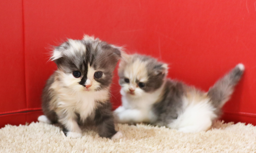 スコティッシュフォールドの子猫画像