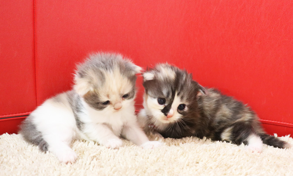 スコティッシュフォールドの子猫画像