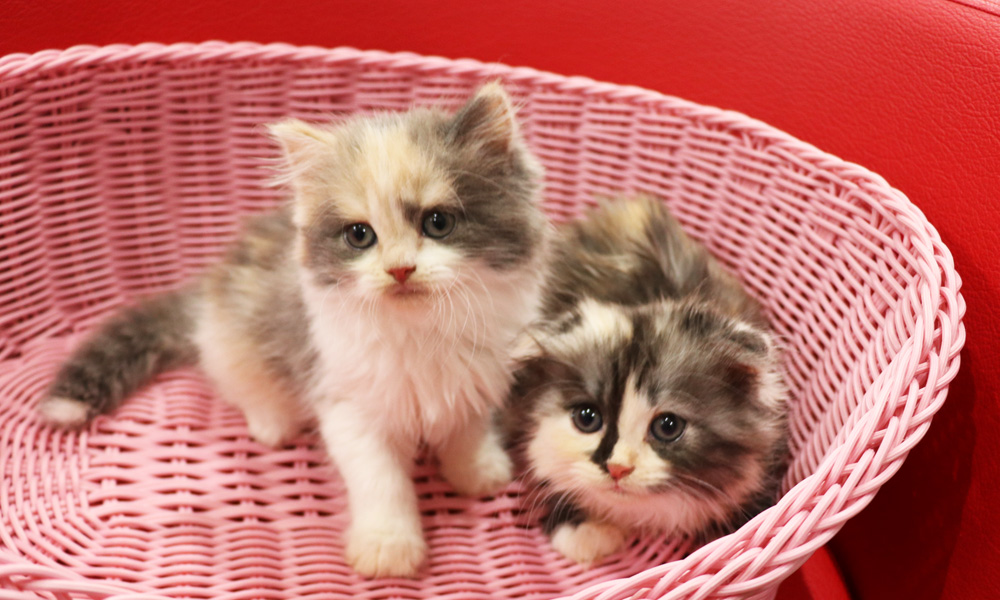 スコティッシュフォールドの子猫画像