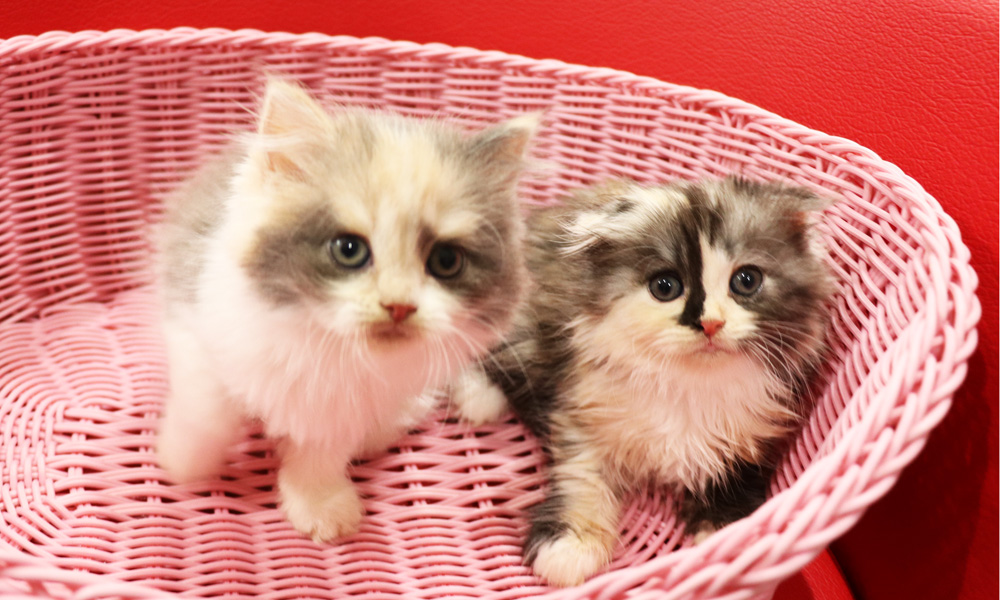 スコティッシュフォールドの子猫画像