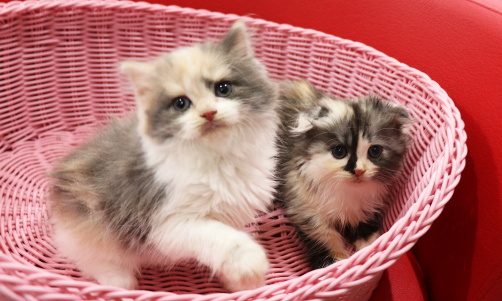スコティッシュフォールドの子猫画像