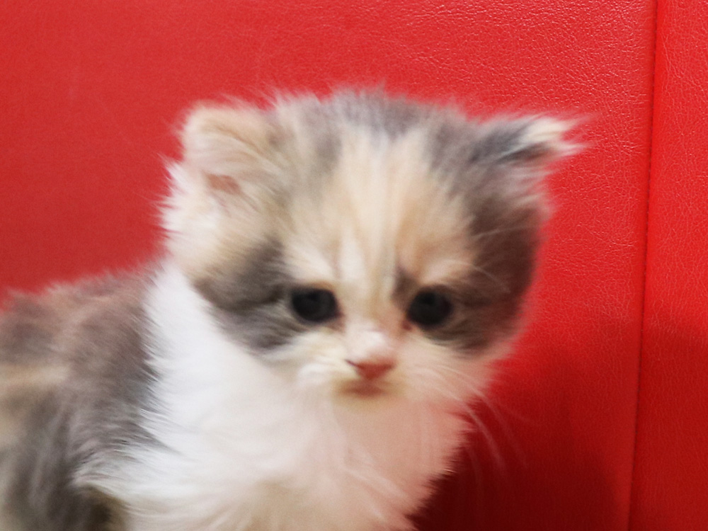 スコティッシュフォールドの子猫画像