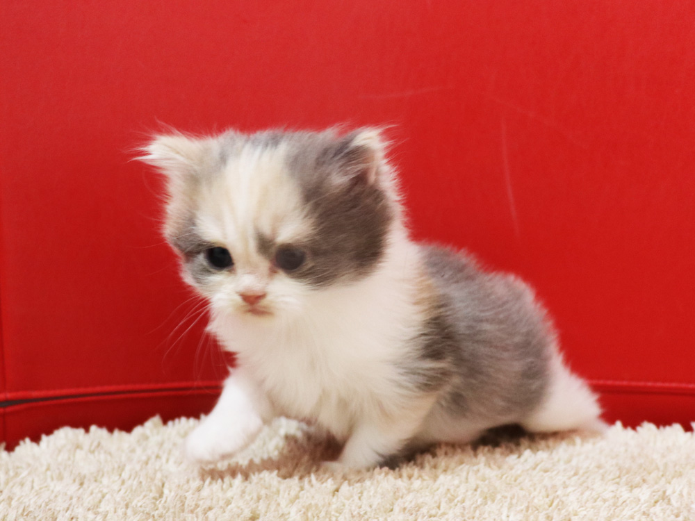 スコティッシュフォールドの子猫画像