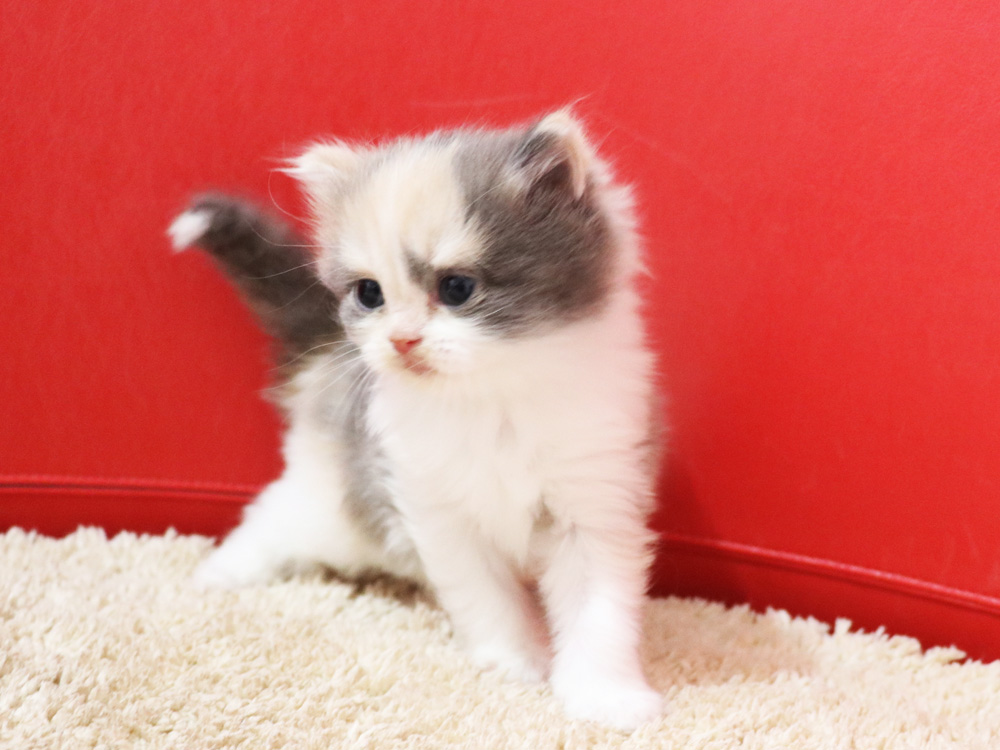 スコティッシュフォールドの子猫画像