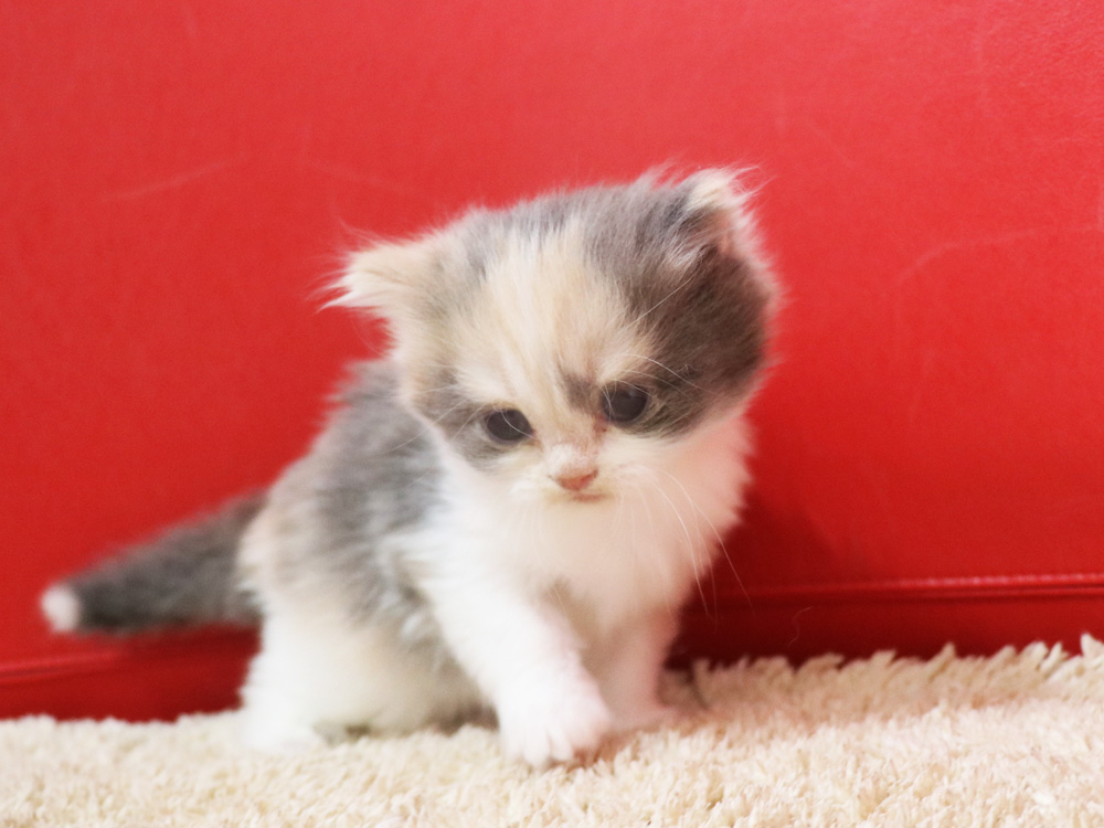 スコティッシュフォールドの子猫画像