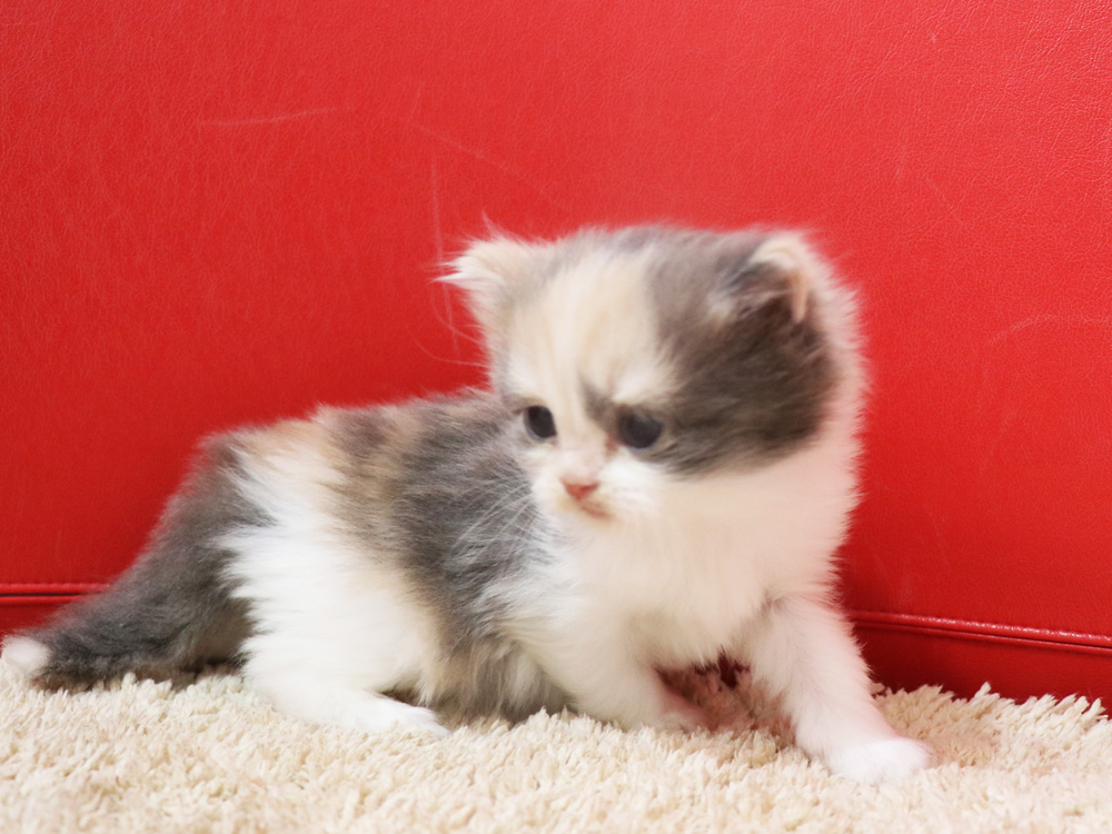 スコティッシュフォールドの子猫画像